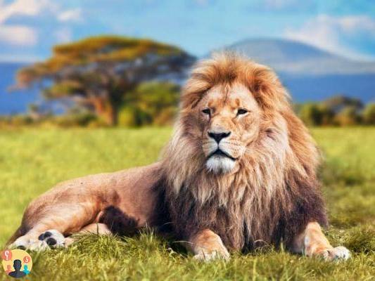 ¿Cuánto pesa un león?