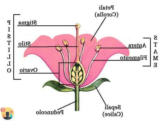 ¿Qué es el tallo de la flor?