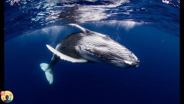 ¿El mamífero marino es respirador para respirar?