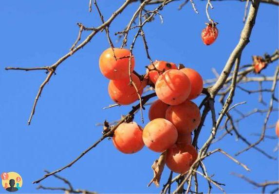 ¿En qué ramas da fruto el kaki?
