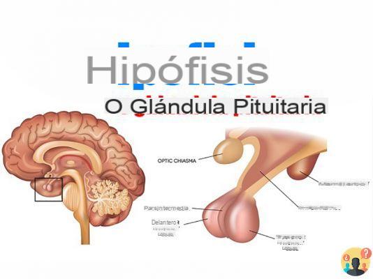 ¿Qué es la glándula pituitaria?