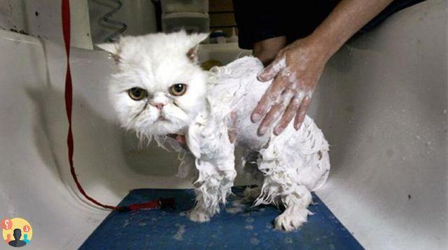¿Cuándo lavar al gato?