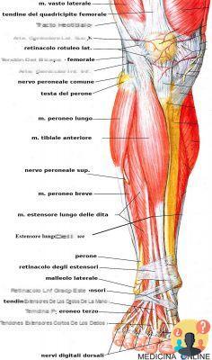 ¿Cómo se llama la parte delantera de la pierna?