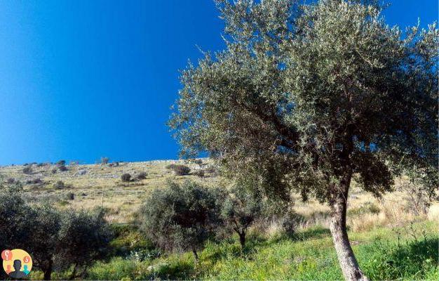 ¿En qué periodo se fecunda el olivo?