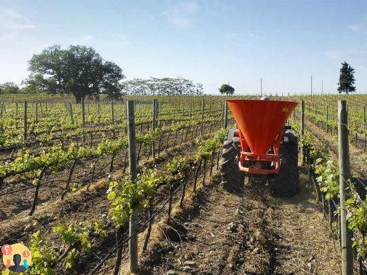¿Qué fertilizante usar para el viñedo?