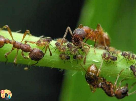 ¿Hormigas entre las plantas?