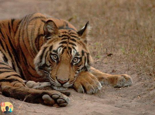 ¿Cuáles son los hábitos del tigre?