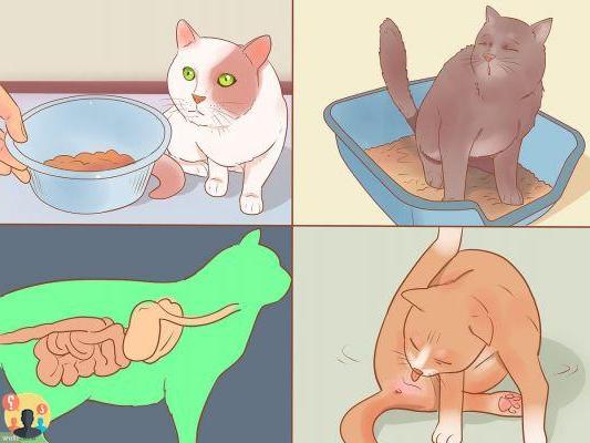 ¿Cuándo se enferman los gatos?