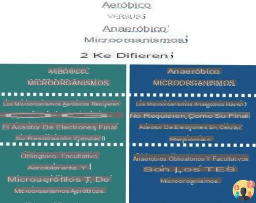 ¿Diferencia entre bacterias aerobias y anaerobias?