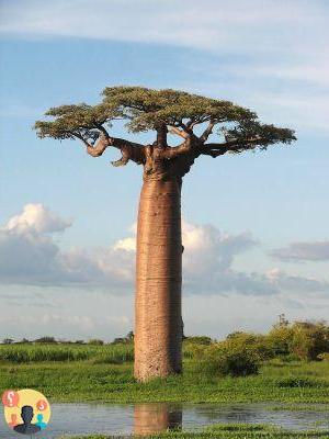 ¿Cómo se hace el baobab?
