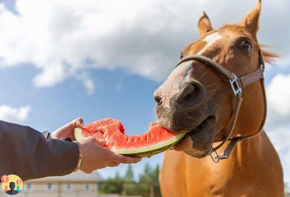 ¿Qué come el caballo?