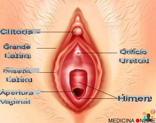 ¿De dónde viene el flujo menstrual?