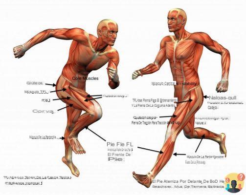¿Qué músculos se tonifican al correr?