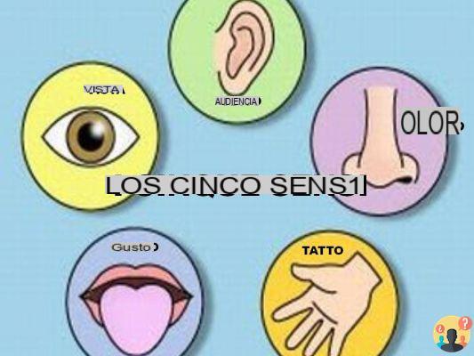 ¿Cuáles son los cinco sentidos?