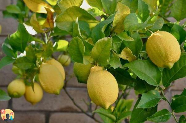 ¿Qué abono para los limones?