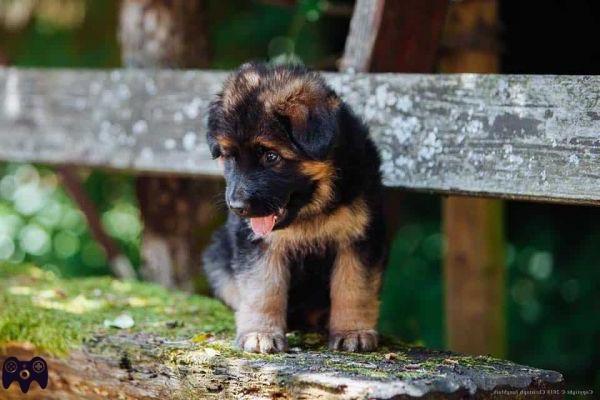 ¿Cuánto cuesta un cachorro de pastor alemán?