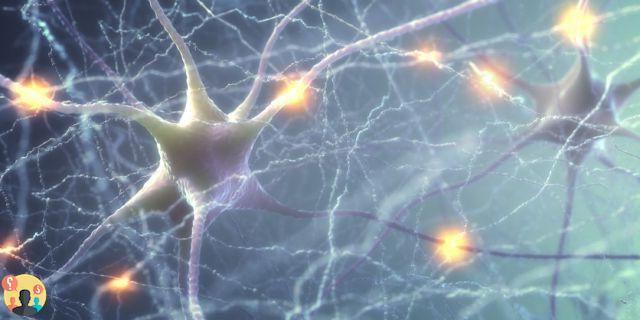 ¿Cuándo se regeneran las neuronas?